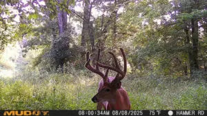 Deer captured on MATRIX 2.0 trail camera – fast 0.4s trigger and 36MP image quality