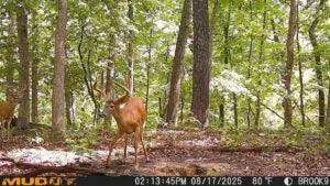 Deer captured on MATRIX 2.0 trail camera – fast 0.4s trigger and 36MP image quality