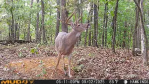 Deer captured on MATRIX 2.0 trail camera – fast 0.4s trigger and 36MP image quality