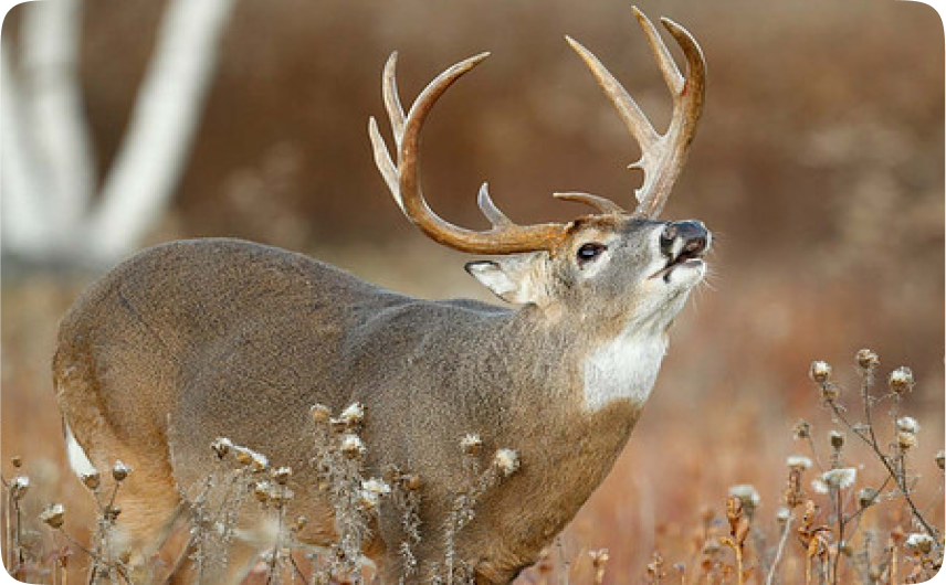 Deer with large antlers