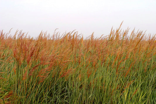 Indiangrass Habitat Seed