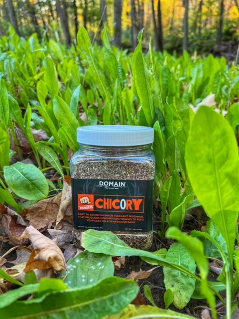 Domain Pounder – Chicory Food Plot Seed