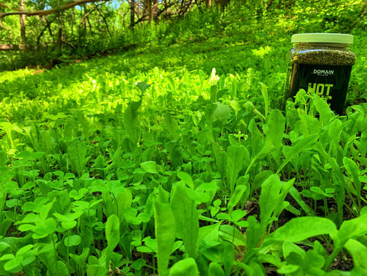 Hot Chic™ Food Plot Seed