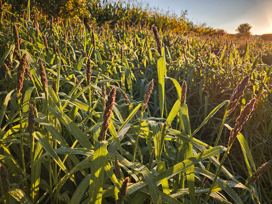 Landing Strip™ Food Plot Seed