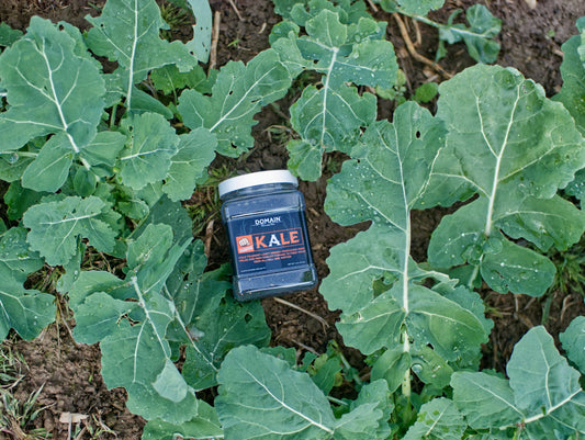 Domain Pounder – Kale Food Plot Seed