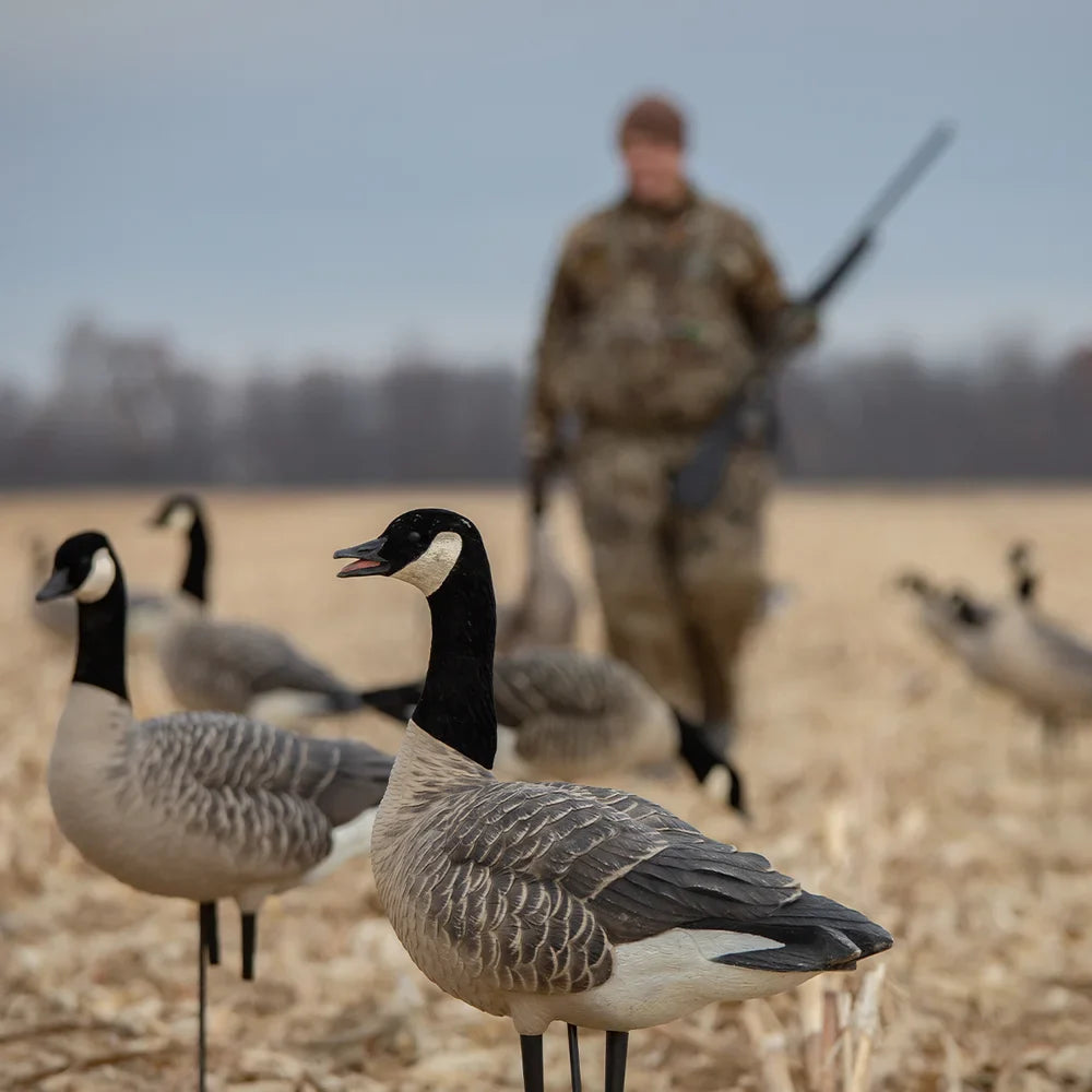 Avian-X AXP Honkers Feeder Pack decoys in cornfield with hunter carrying shotgun in background