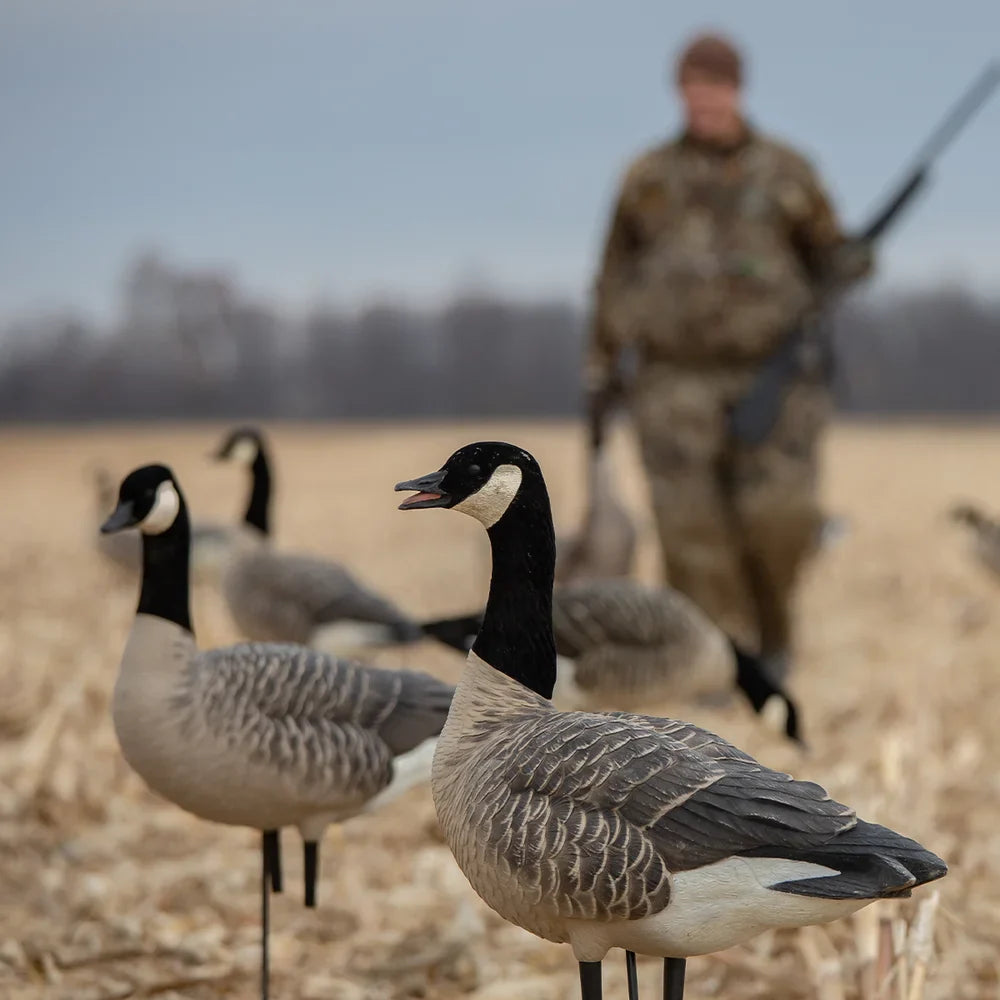 Avian-X AXP Lessers Active Pack Canada goose decoys in cornfield with hunter approaching in background