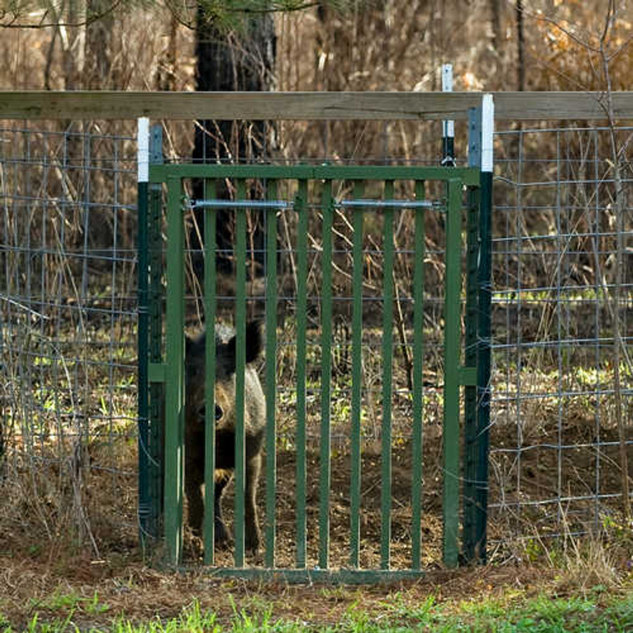 THE HOG SLAMMER - Saloon Style Hog Trap Doors by Sportsman's Condo
