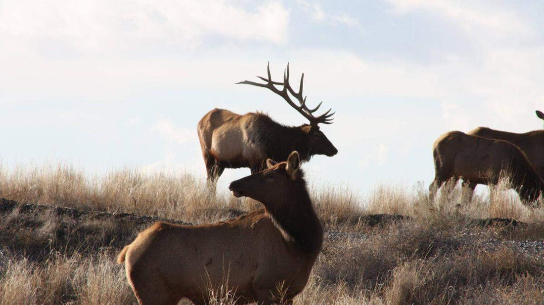 State of the Outdoors - June 2026