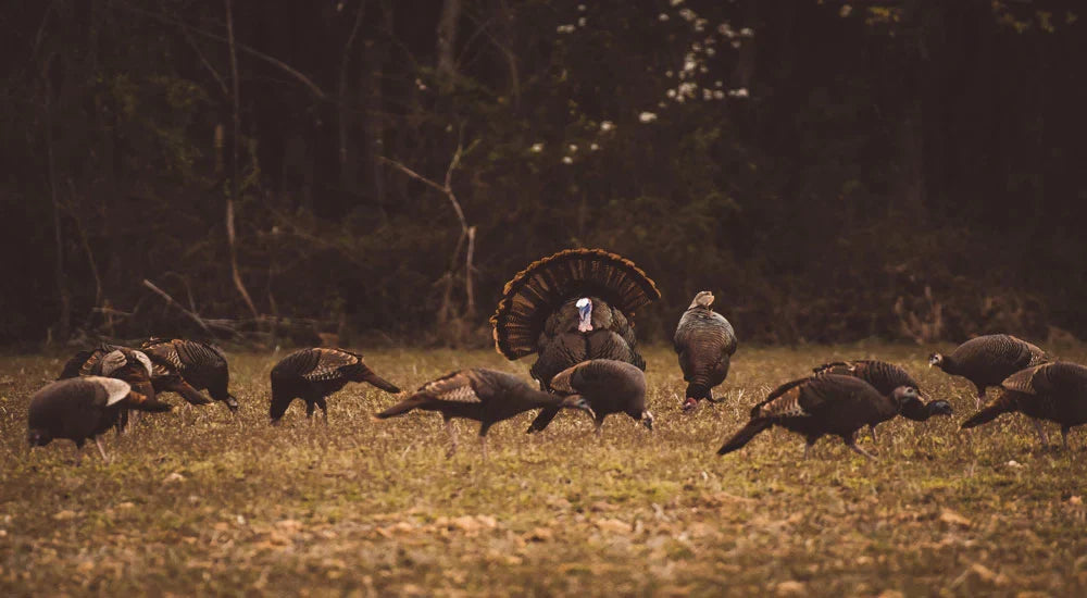 The Complete Idiot's Guide to Turkey Hunting