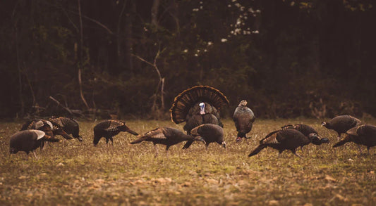 The Complete Idiot's Guide to Turkey Hunting