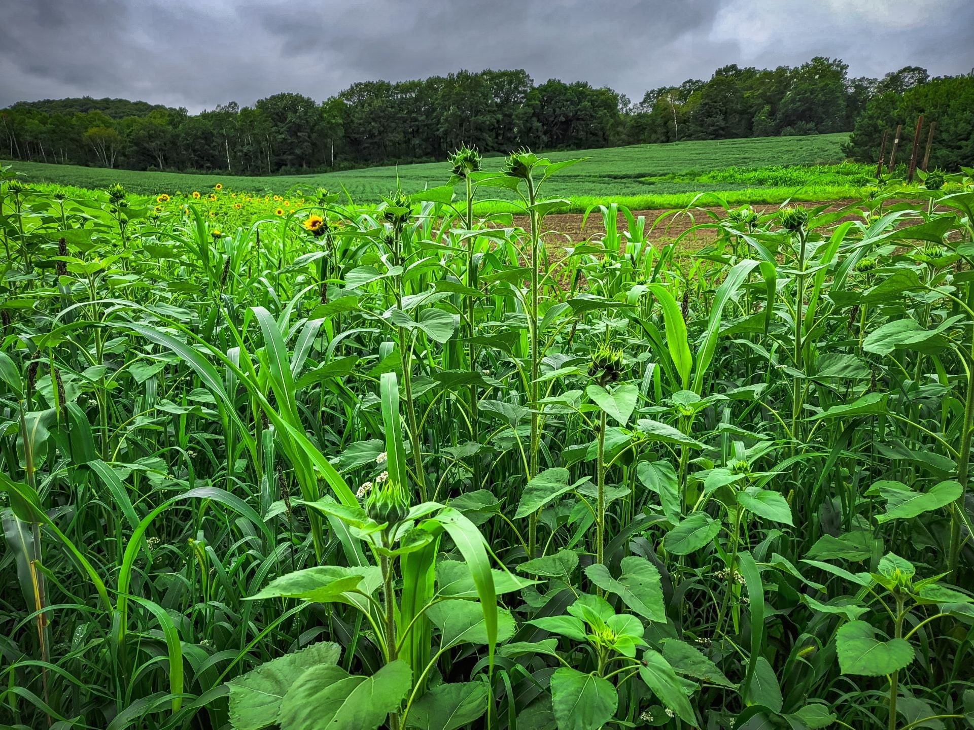 Domain Outdoor Dirty Bird™ Food Plot Seed