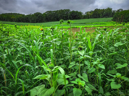 Domain Outdoor Dirty Bird™ Food Plot Seed