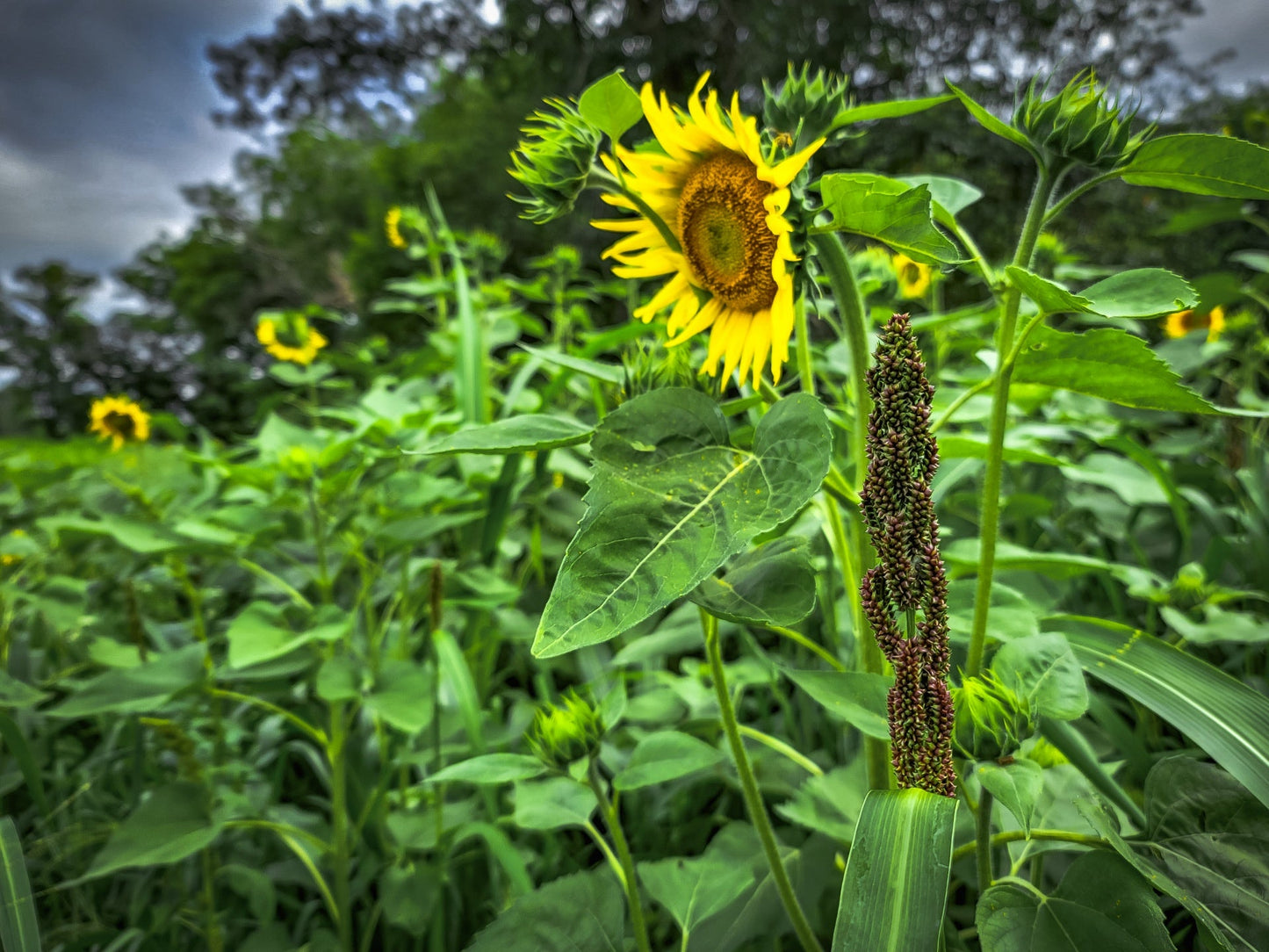 Domain Outdoor Dirty Bird™ Food Plot Seed
