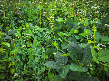 Motherload™ Food Plot Seed