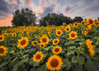 Sunflower Food Plot Seed