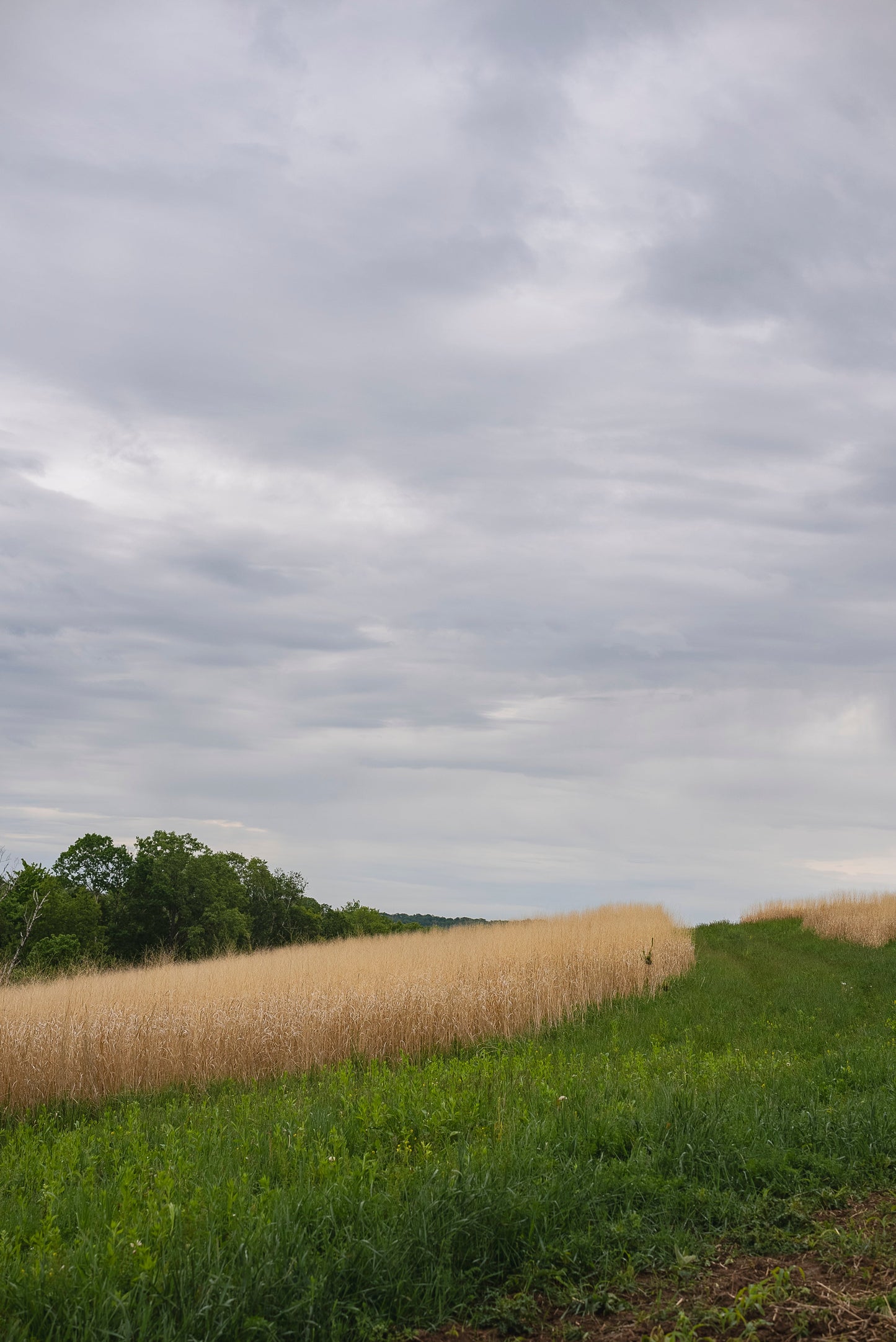 RC Big Rock Switchgrass Food Plot Seed