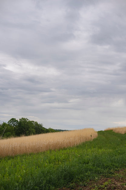 RC Big Rock Switchgrass Food Plot Seed
