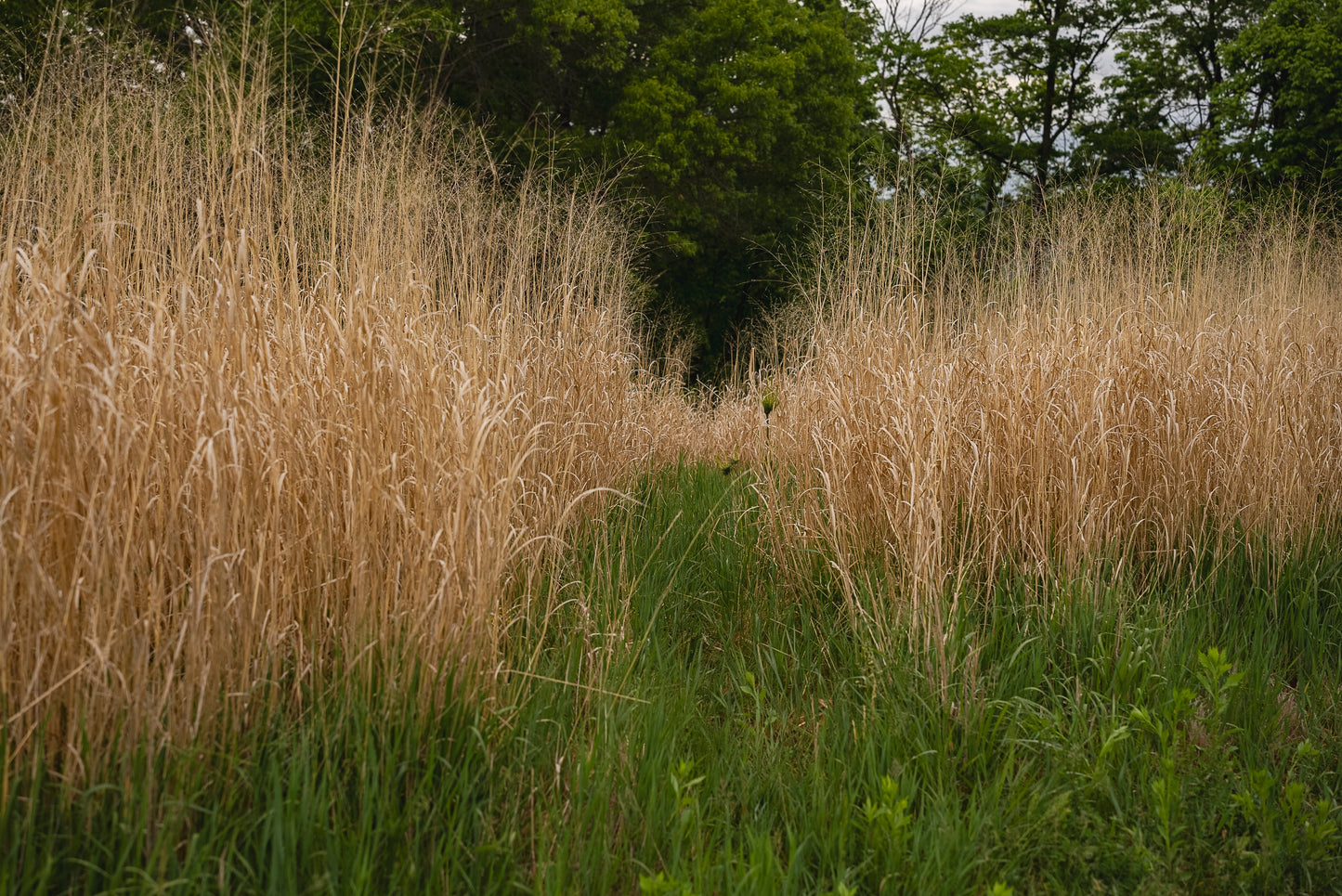 RC Big Rock Switchgrass Food Plot Seed