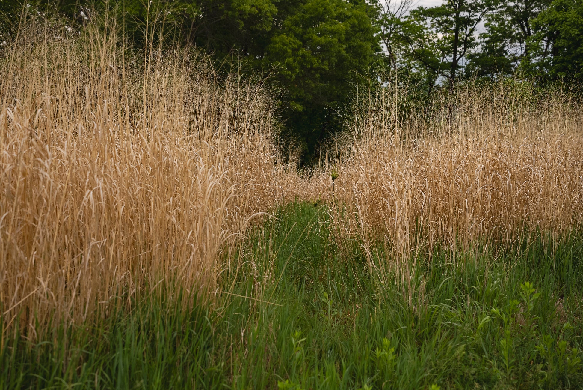 RC Big Rock Switchgrass Food Plot Seed