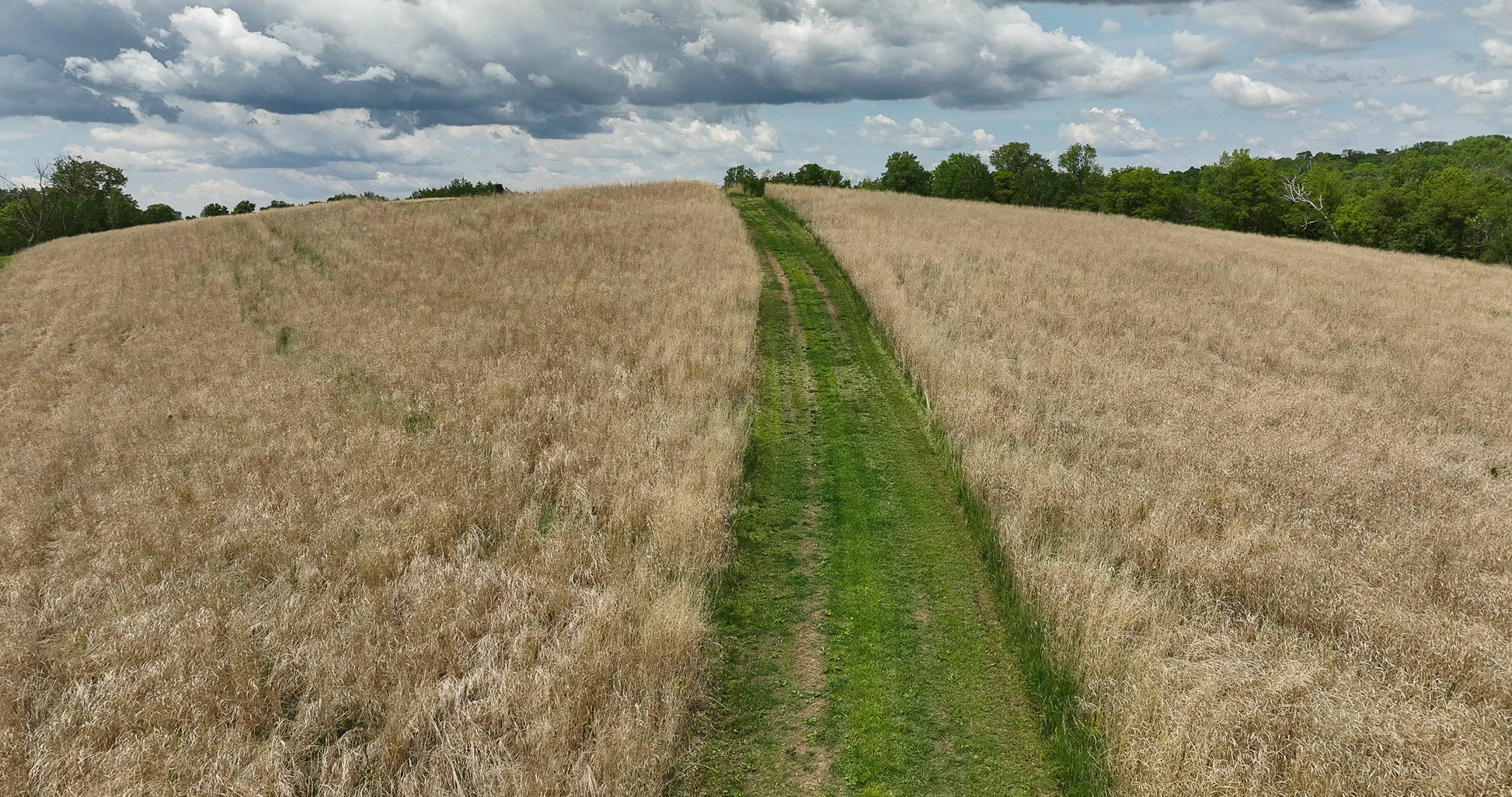 RC Big Rock Switchgrass Food Plot Seed