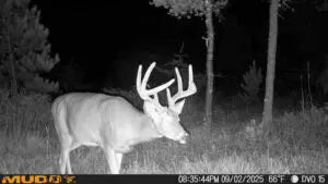 Night vision image captured by MATRIX 2.0 trail camera – 1080p HD with 80-foot flash range