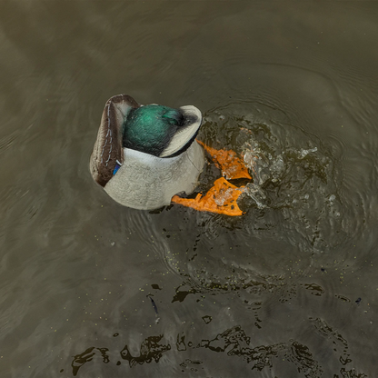 Avian-X Power Butt Kicker - Mallard Drake