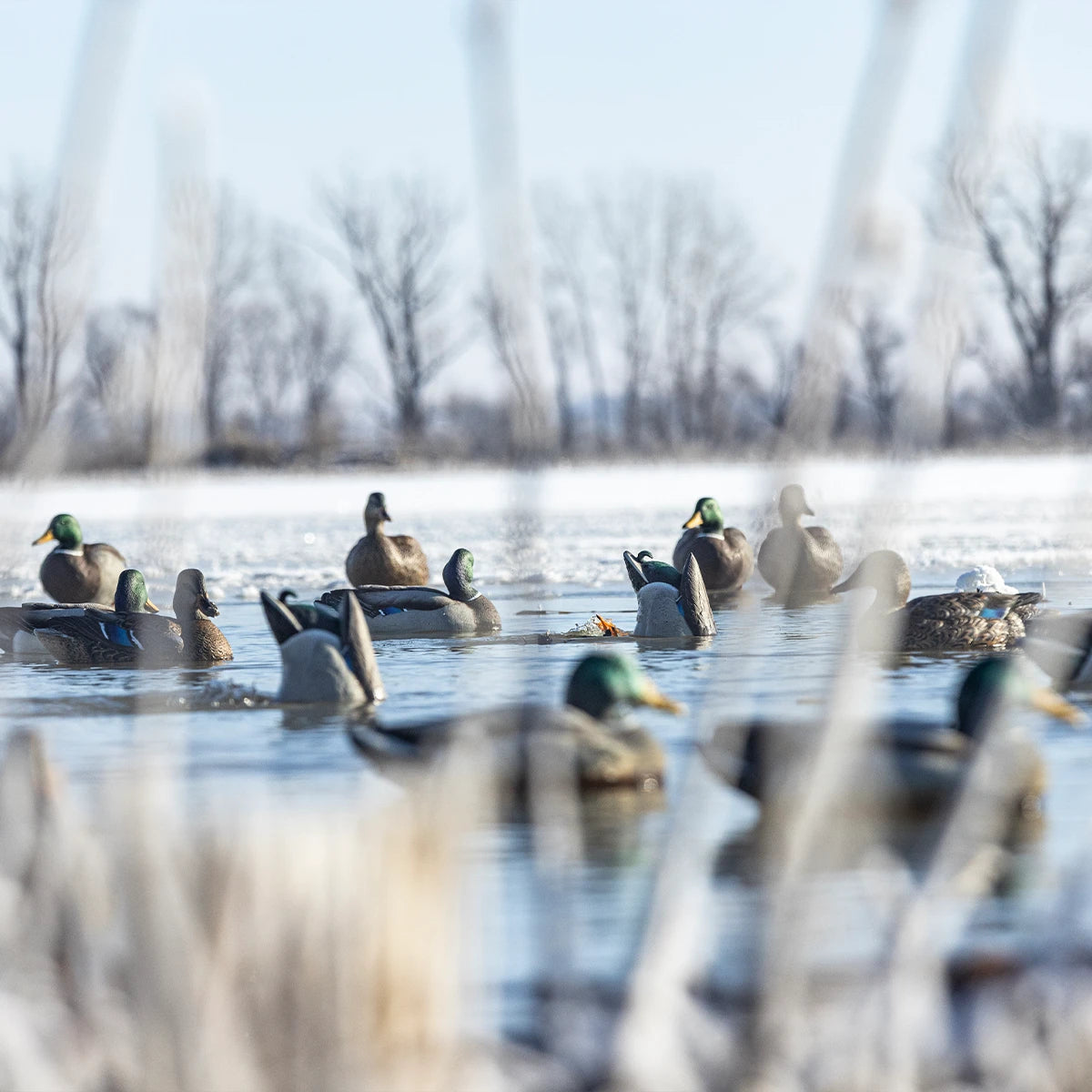 Avian-X Power Butt Kicker - Mallard Drake