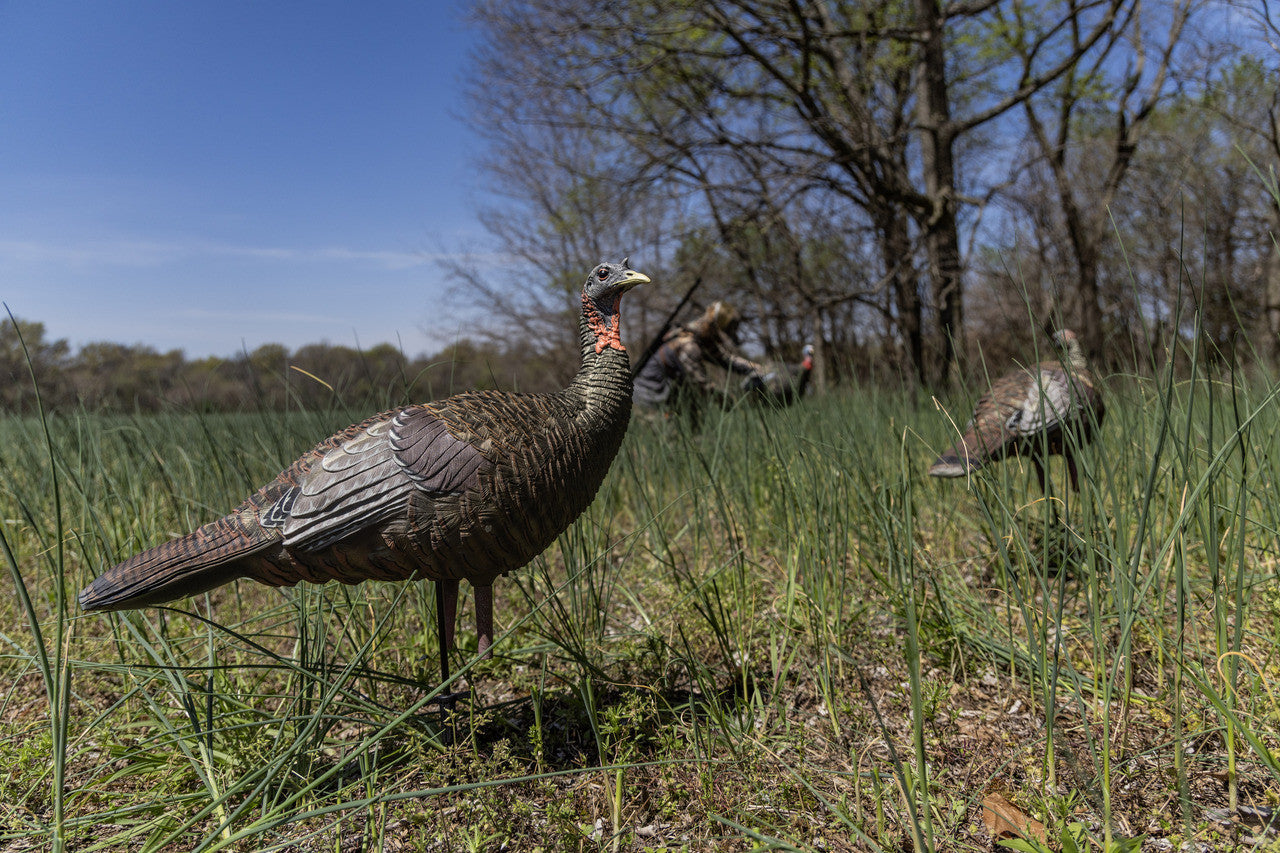 Avian-X LCD Quarter-Strut Jake Turkey Decoy – Outdoors For Less