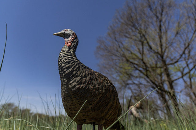 Avian X LCD  Quarter-Strut Jake Turkey Decoy