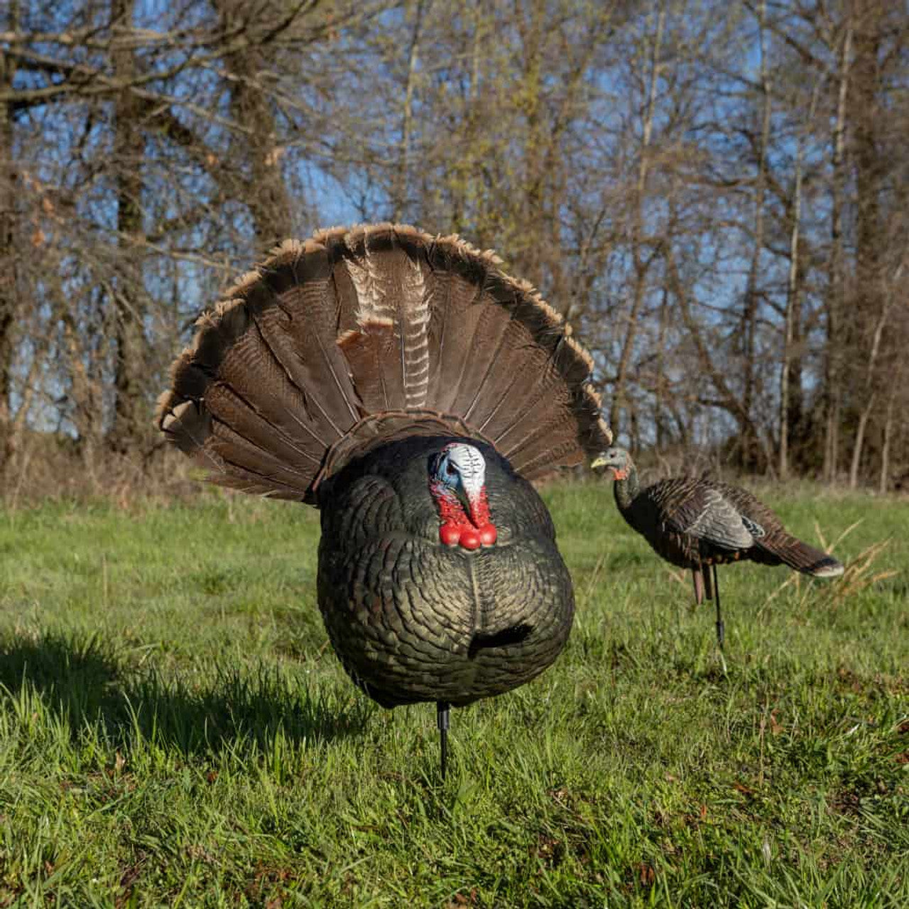 Avian-X LCD Strutter Turkey Decoy – Outdoors For Less