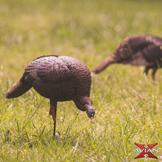 Avian-X HDR Feeding Hen turkey decoy feeding in grassy field, ultra-realistic hen decoy