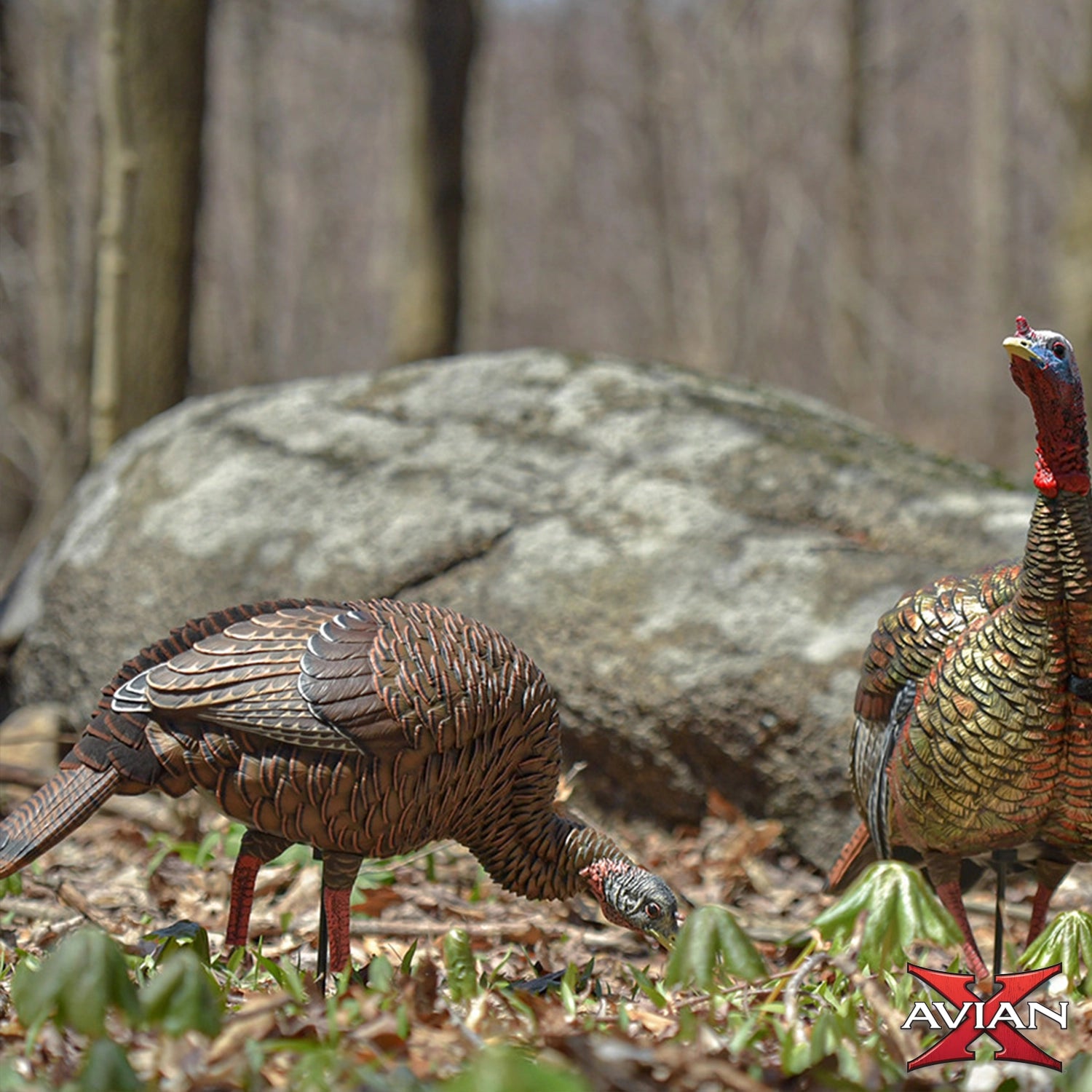 Avian-X HDR Feeding Hen turkey decoy in natural woodland setting, relaxed feeding posture for spring turkey hunting