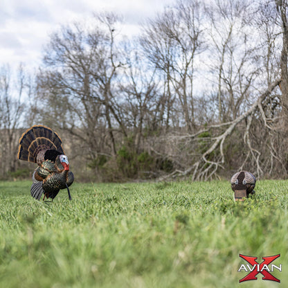 Avian-X HDR Feeding Hen turkey decoy placed in open field with other decoys, effective spring turkey hunting setup
