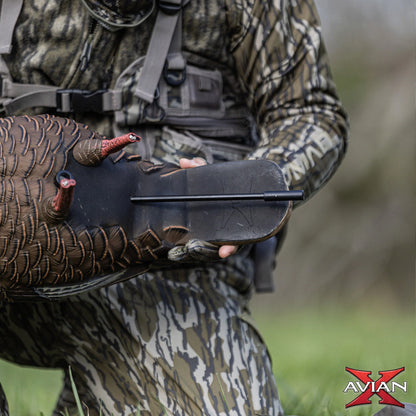 Avian-X HDR Feeding Hen turkey decoy carried by hunter during setup, lightweight and realistic decoy