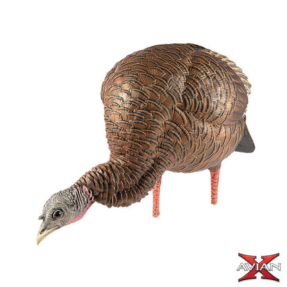 Avian-X HDR Feeding Hen turkey decoy side profile view with detailed feather texture, premium turkey hunting decoy