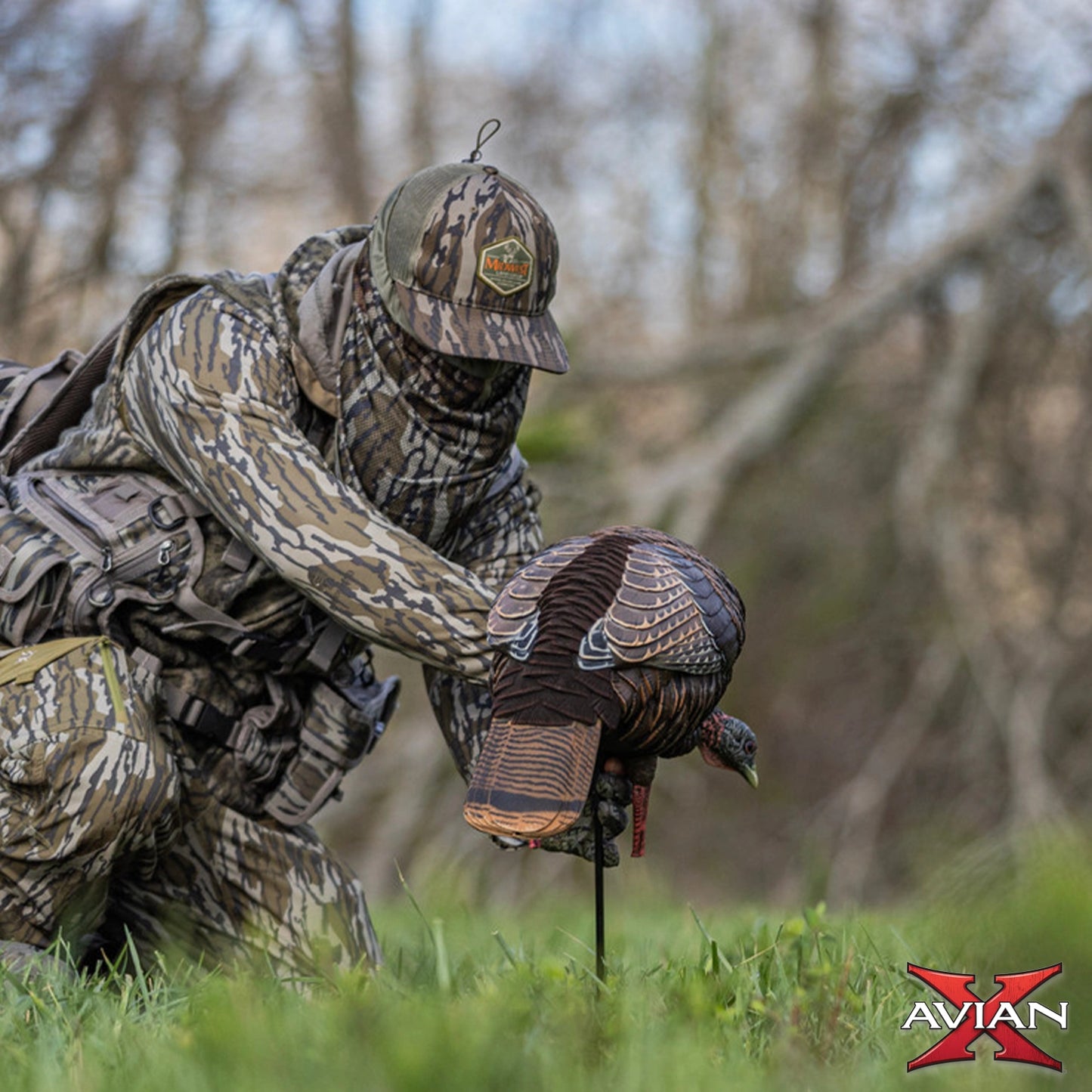 Avian-X HDR Feeding Hen turkey decoy being placed in field by hunter, realistic decoy setup for turkey hunting