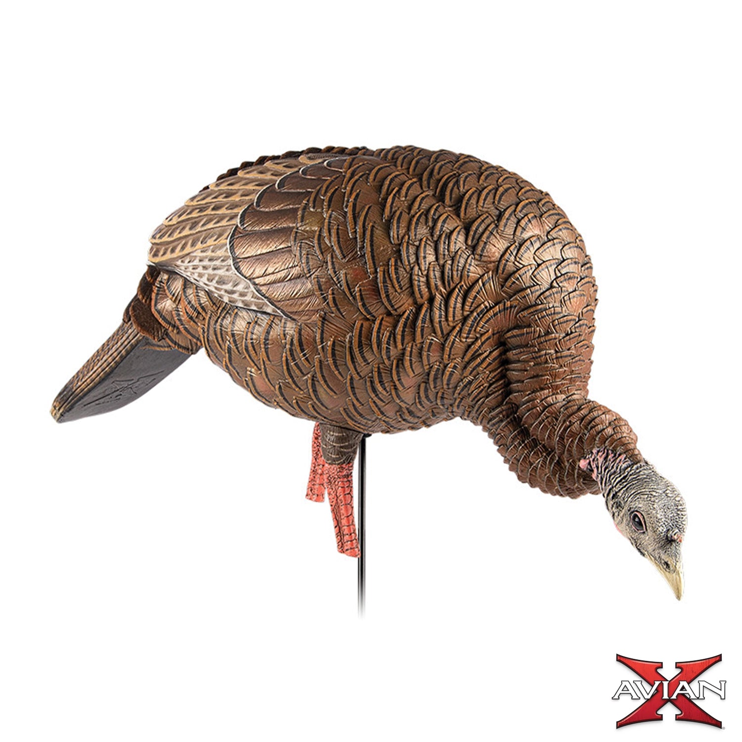 Avian-X HDR Feeding Hen turkey decoy product view showing head-down feeding posture, realistic hen decoy