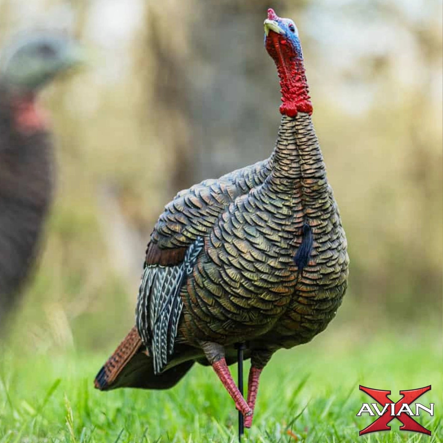 Avian-X HDR Jake turkey decoy front angled view showing paint detail and body posture