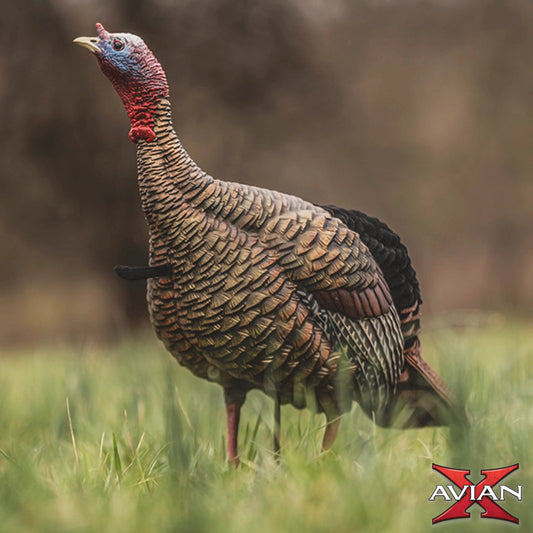 Avian-X HDR Jake turkey decoy standing alert in grass, ultra-realistic jake decoy