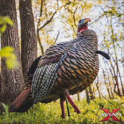Avian-X HDR Jake turkey decoy in wooded setting, natural strut posture for turkey hunting setups