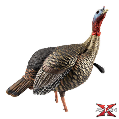 Avian-X HDR Jake turkey decoy side profile view with aggressive stance, realistic hunting decoy 
