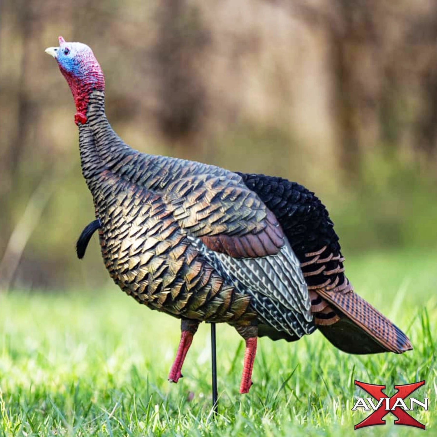 Avian-X HDR Jake turkey decoy placed in grass field, lifelike jake decoy for spring turkey hunting 