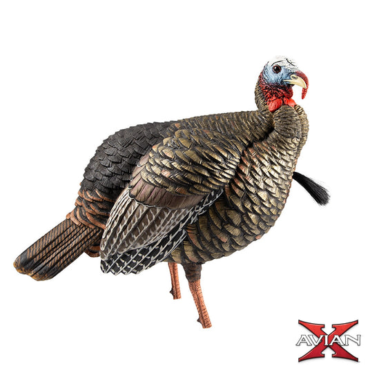Avian-X HDR Jake turkey decoy product view showing realistic posture and feather detail, hunting decoy 