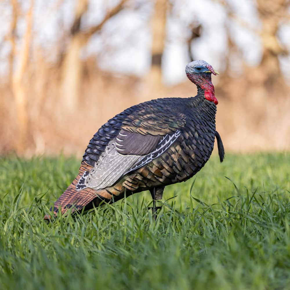 Avian-X LCD Quarter-Strut Jake Turkey Decoy – Outdoors For Less