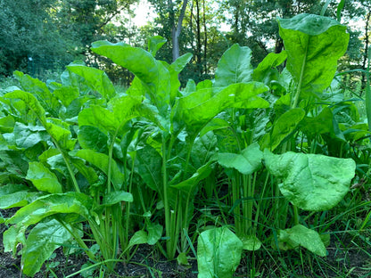 Beet Down™ Food Plot Seed