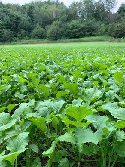 Big Sexy™ Food Plot Seed