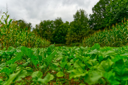 Big Sexy™ Food Plot Seed