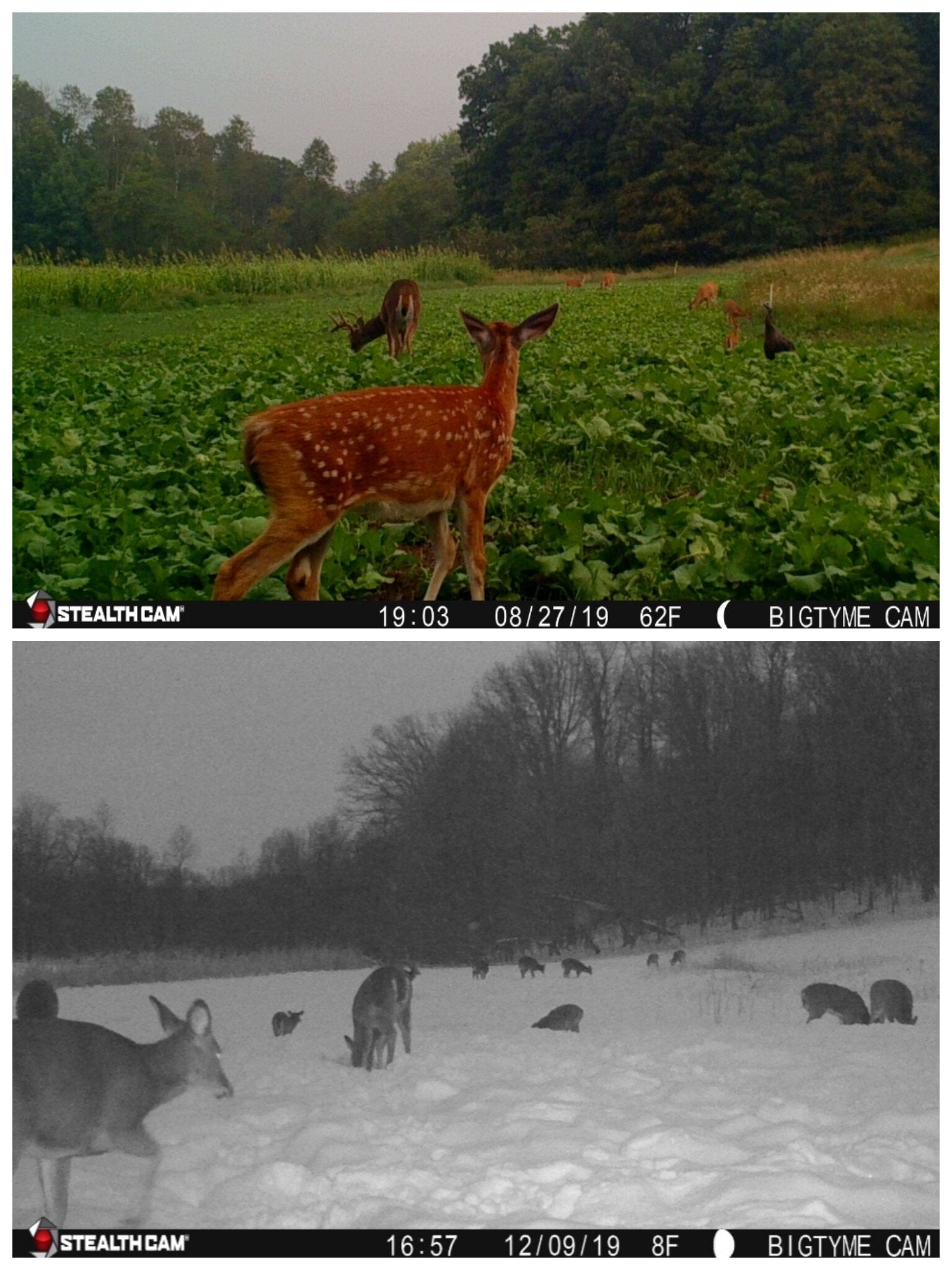 Big Sexy™ Food Plot Seed