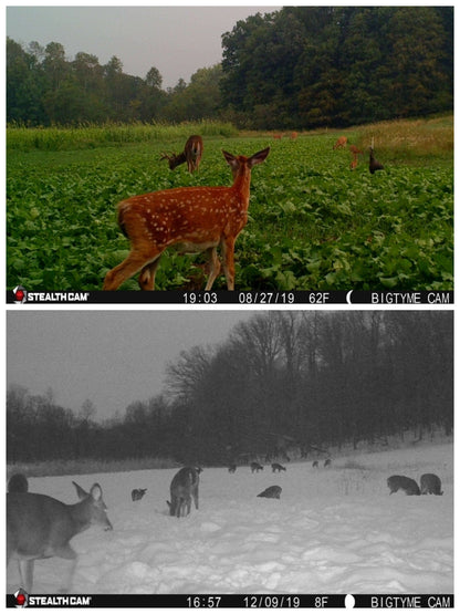Big Sexy™ Food Plot Seed